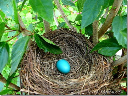 DIY Newlyweds: DIY Home Decorating Ideas & Projects: Baby Robin Nest